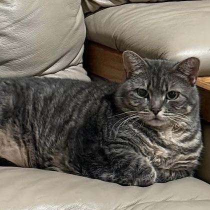 Enlarge Millie, a Adoptable mixed breed in Grand Rapids, MN image 1/1