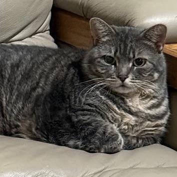 Millie, a Adoptable mixed breed in Grand Rapids, MN image 1/3