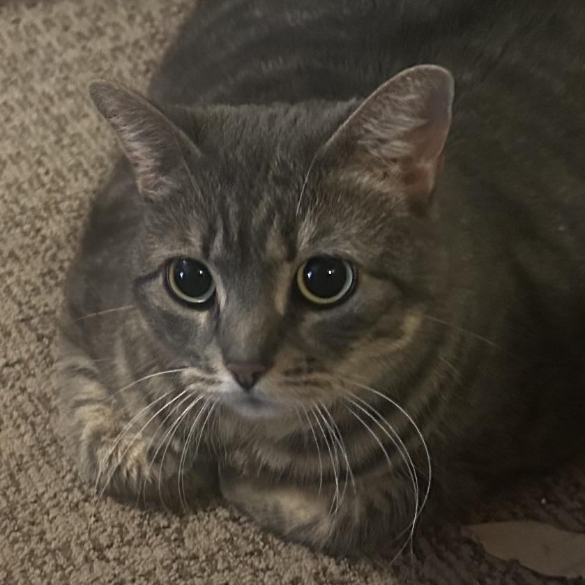 Millie, Adoptable, Adult Female Domestic Short Hair & Domestic Short Hair.