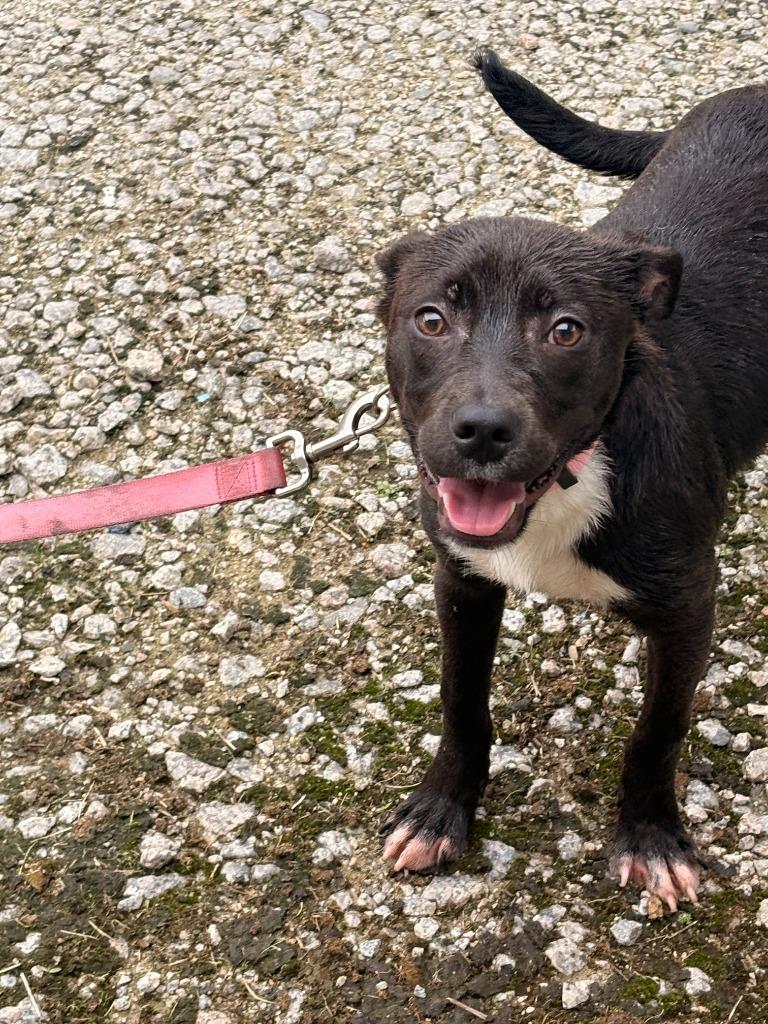 Enlarge Lida Bida, a Adoptable mixed breed in Effingham, SC image 4/5
