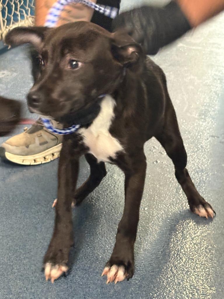 Enlarge Lida Bida, a Adoptable mixed breed in Effingham, SC image 1/5