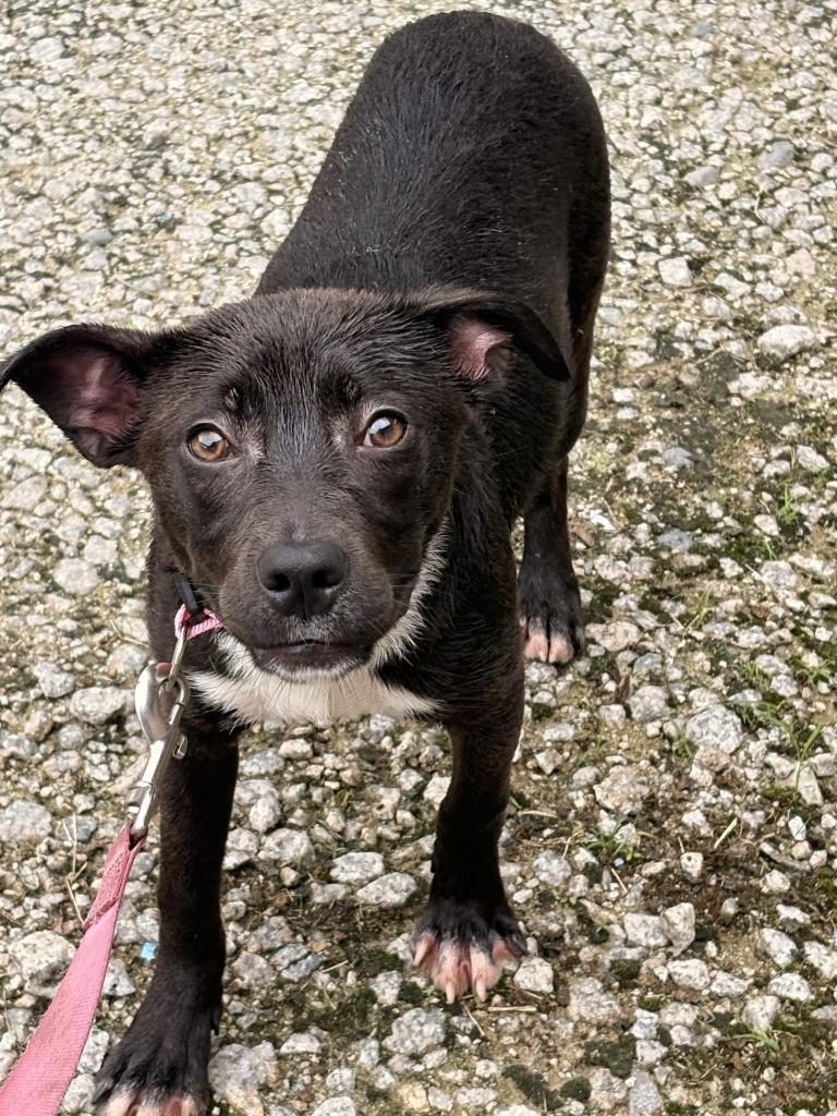 Lida Bida, Adoptable, Puppy Female Mixed Breed.