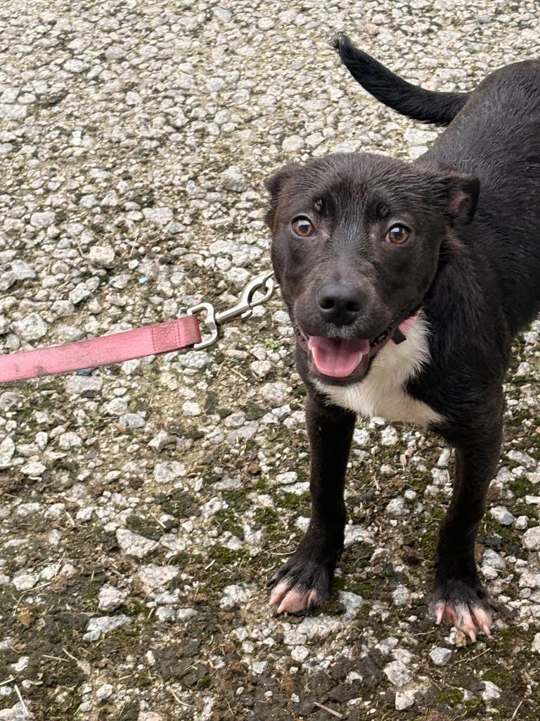 Enlarge Lida Bida, a Adoptable mixed breed in Effingham, SC image 5/5