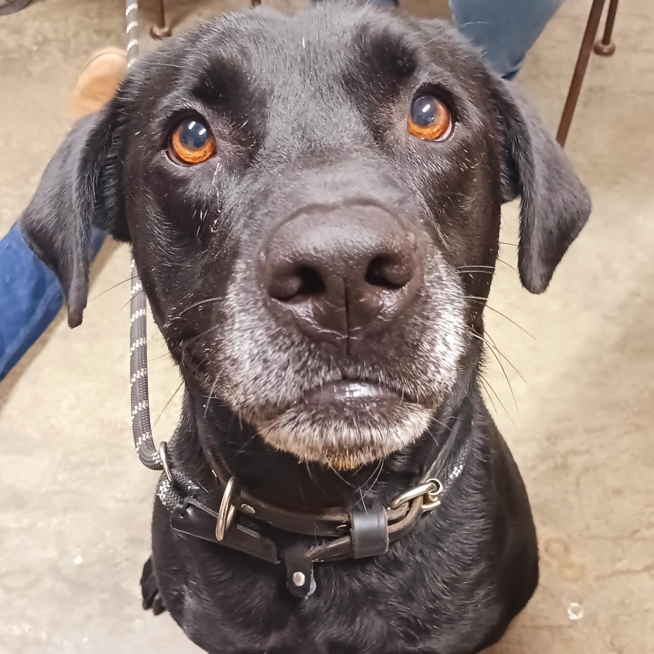 Thor, a Adoptable mixed breed in Saint Marys, WV image 4/4