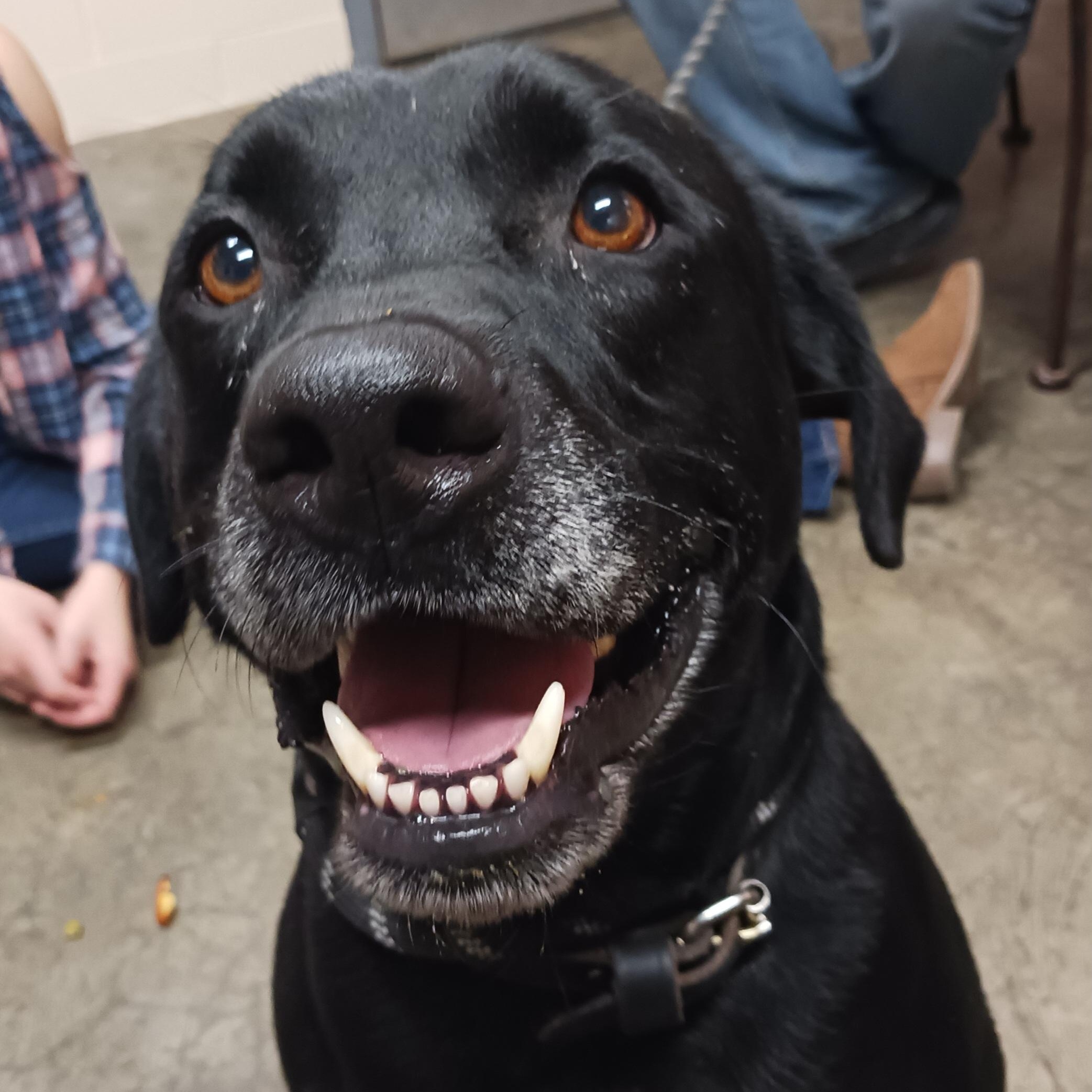 Thor, a Adoptable mixed breed in Saint Marys, WV image 2/4