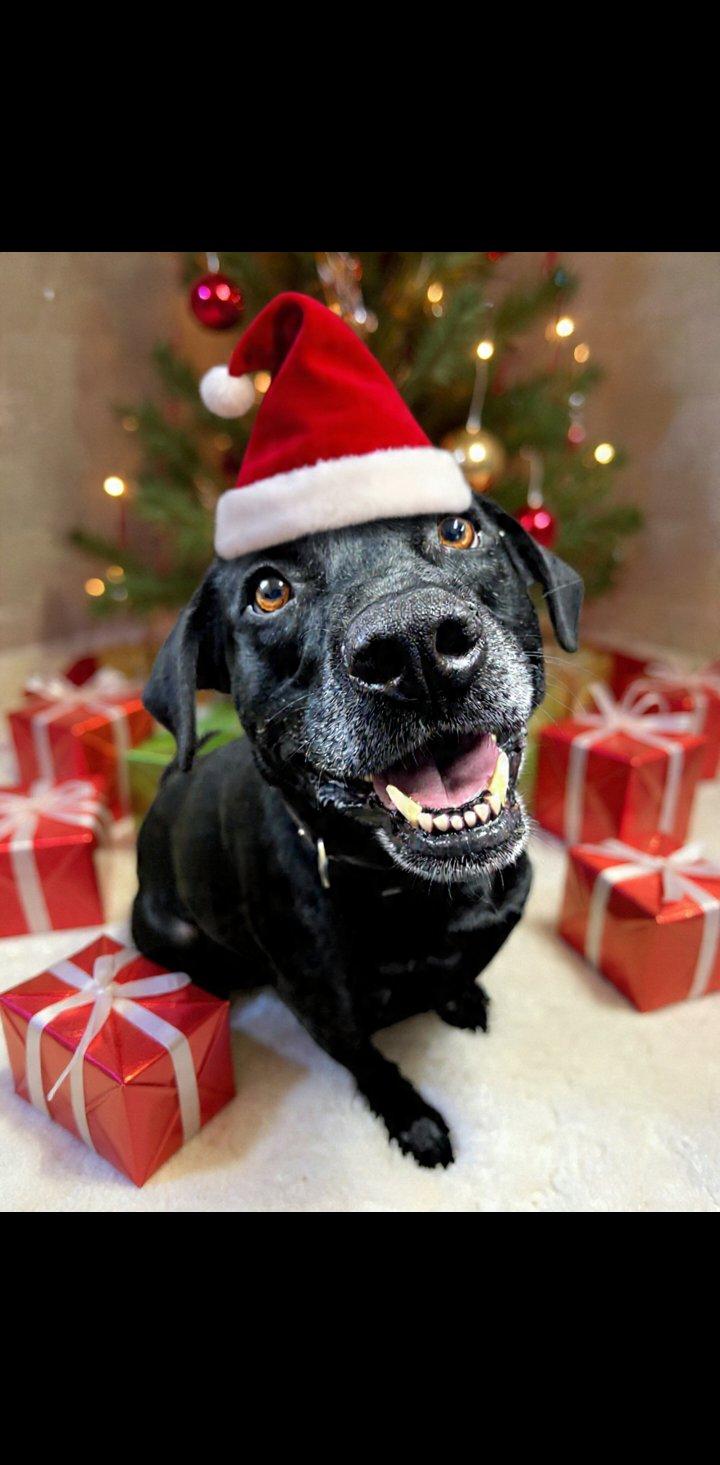 Thor, Adoptable, Adult Male Black Labrador Retriever.