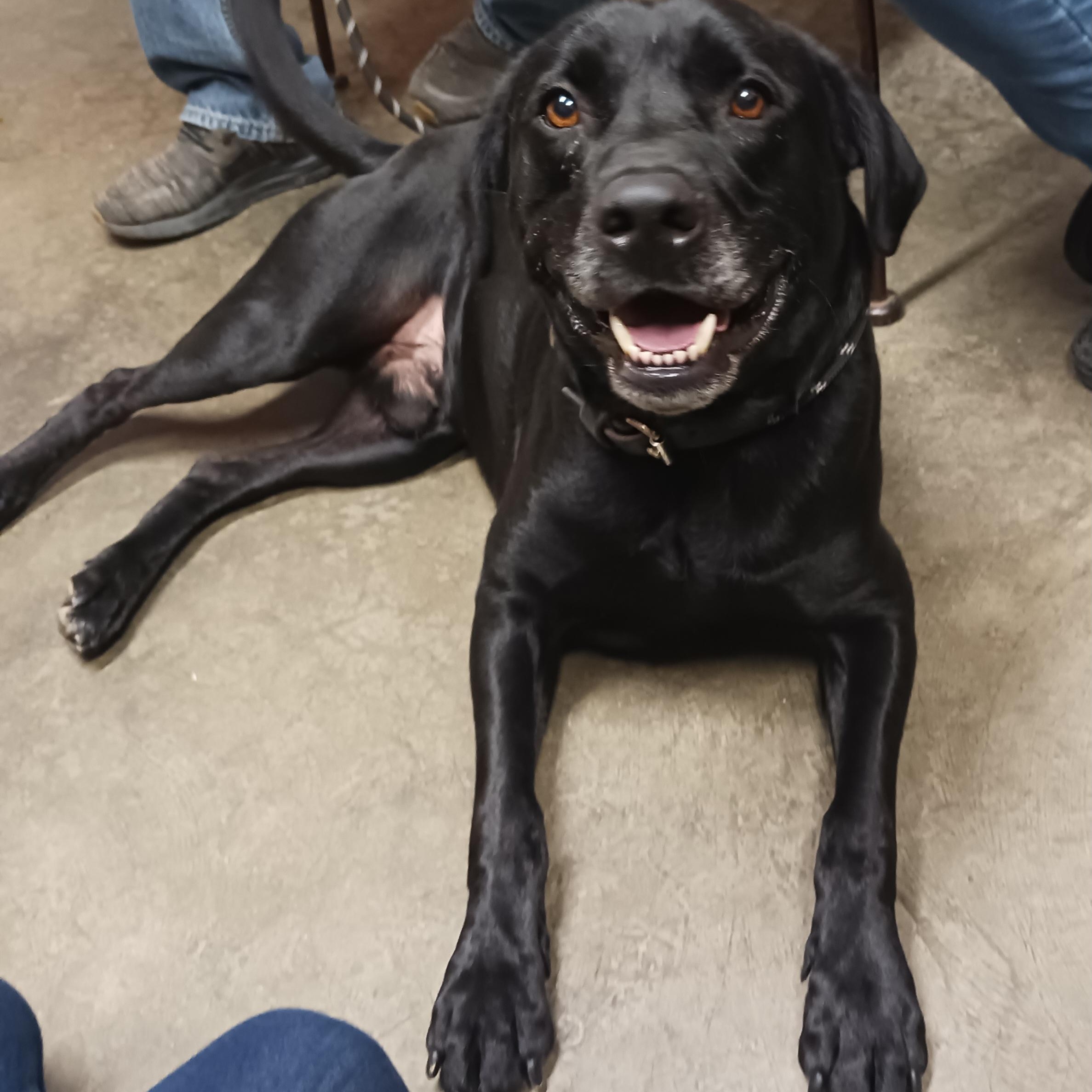 Thor, a Adoptable mixed breed in Saint Marys, WV image 3/4