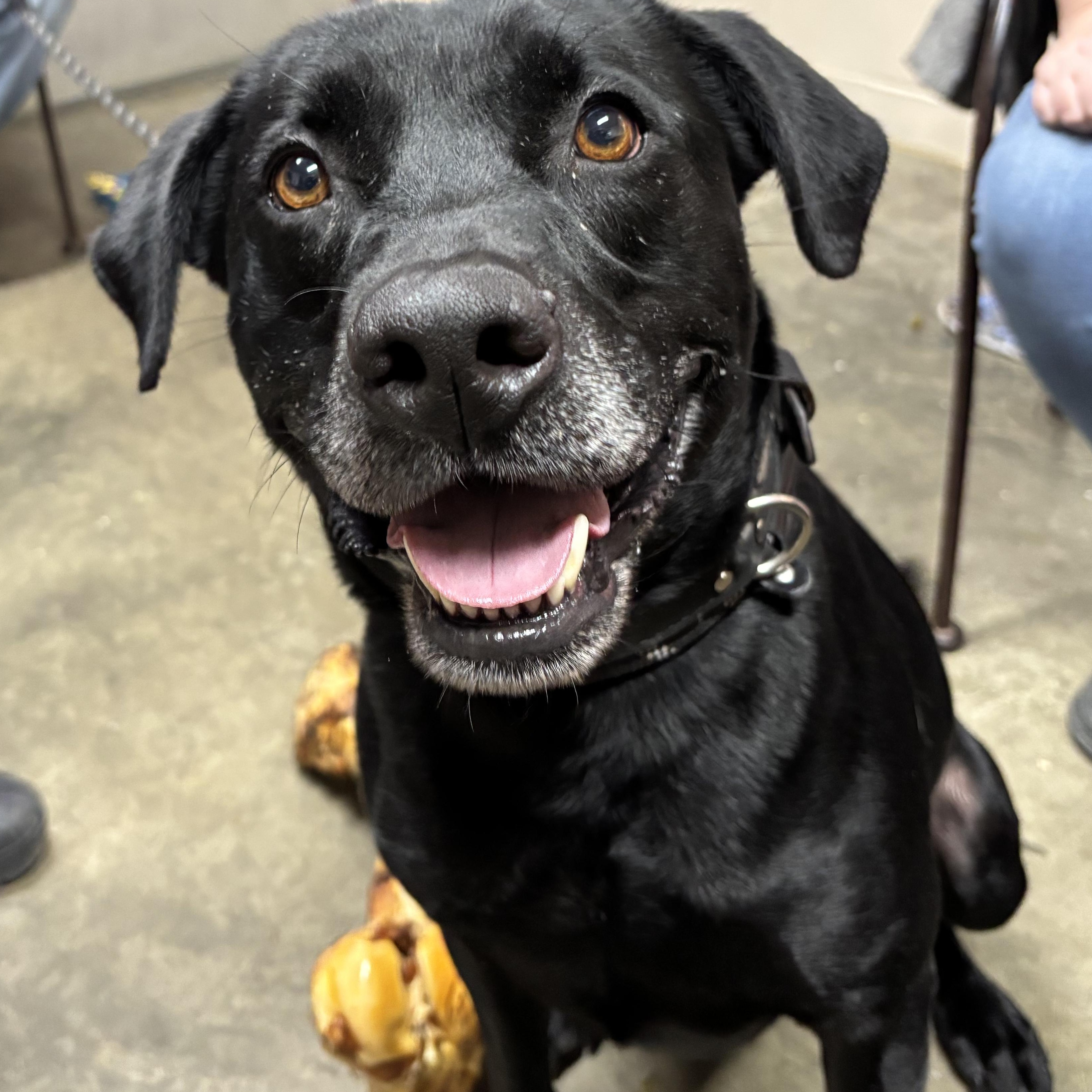 Enlarge Thor, an adopted mixed breed in Saint Marys, WV image 1/4