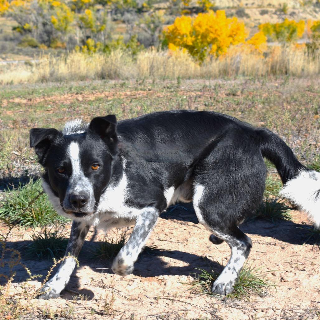 Enlarge Chico, a Adoptable mixed breed in Rifle, CO image 1/4