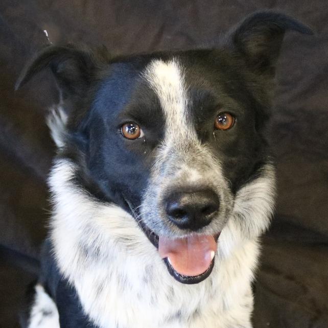 Enlarge Chico, a Adoptable mixed breed in Rifle, CO image 2/6