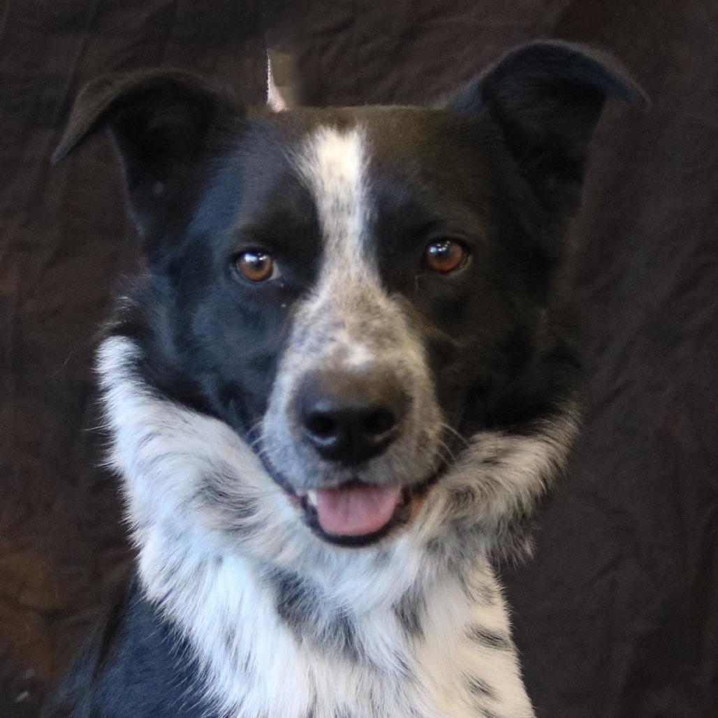 Enlarge Chico, a Adoptable mixed breed in Rifle, CO image 4/6