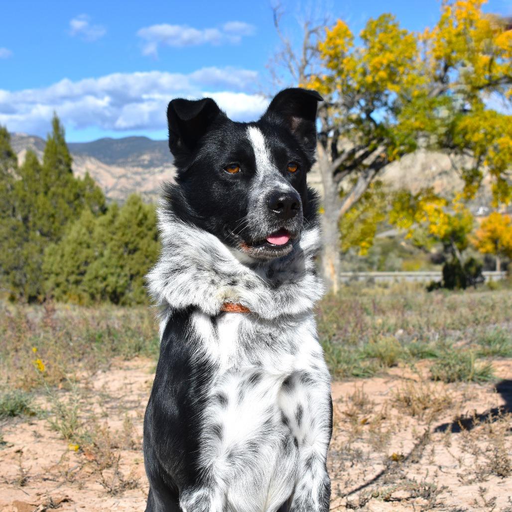 Enlarge Chico, a Adoptable mixed breed in Rifle, CO image 3/4