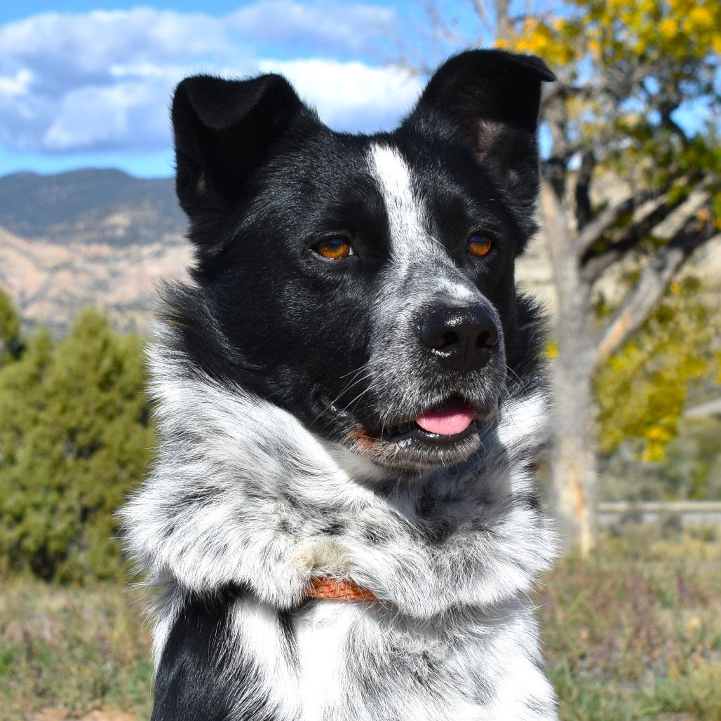 Enlarge Chico, a Adoptable mixed breed in Rifle, CO image 4/4