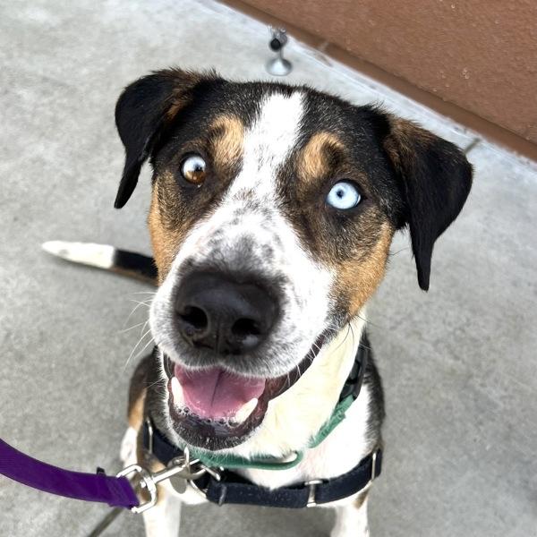 Enlarge Alfie, a Adoptable mixed breed in Walnut Creek, CA image 1/2