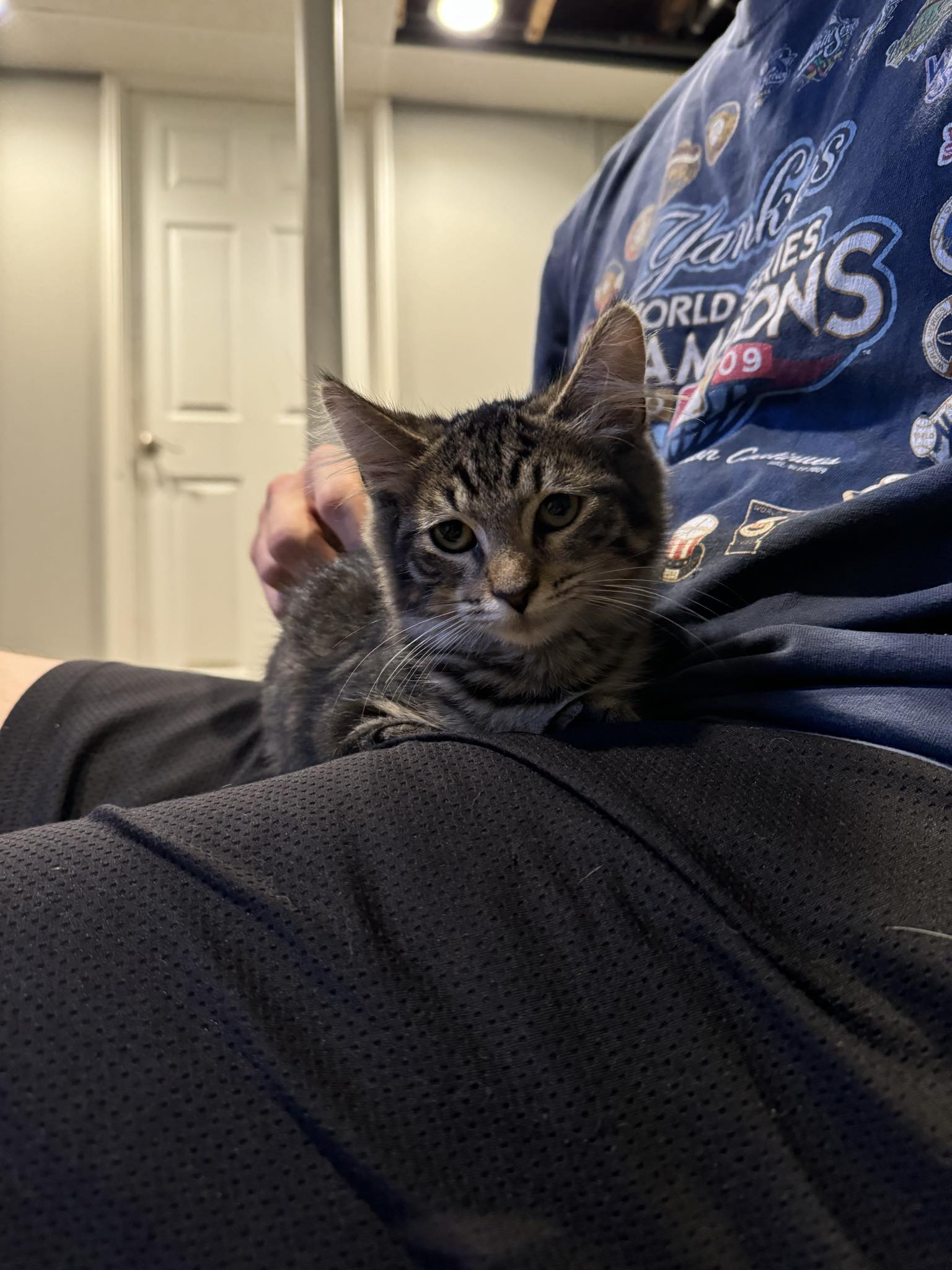 Cat for adoption Meadow, a Domestic Long Hair & Maine Coon Mix in