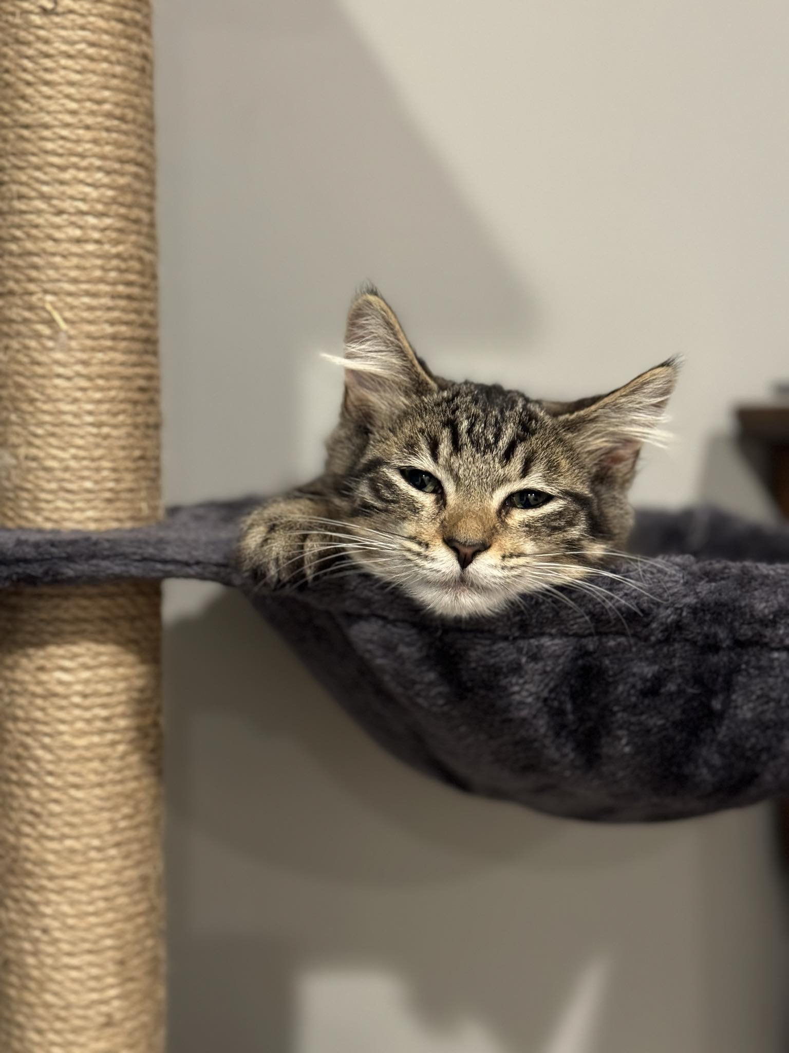 Cat for adoption Meadow, a Domestic Long Hair & Maine Coon Mix in