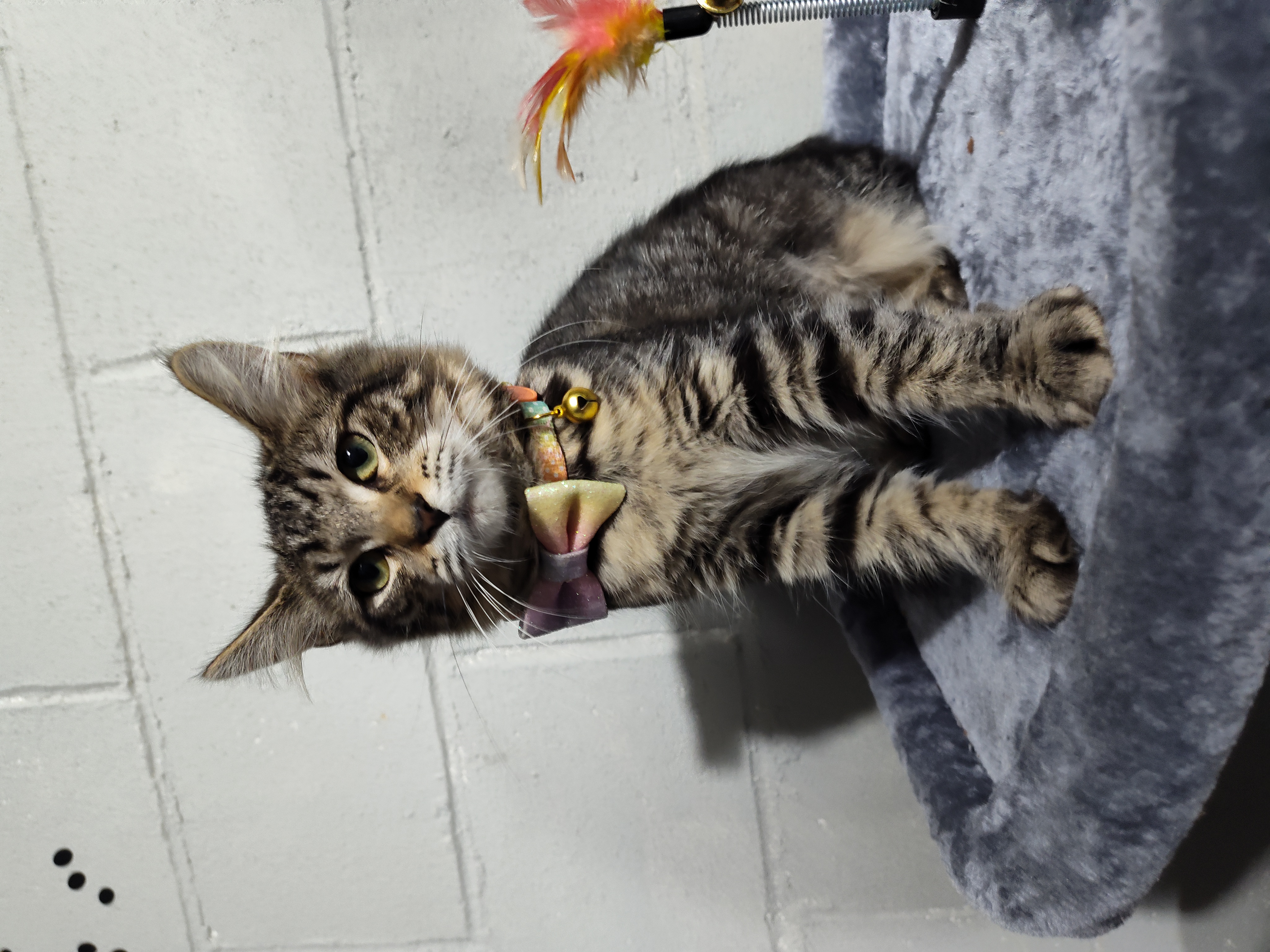 Cat for adoption Meadow, a Domestic Long Hair & Maine Coon Mix in
