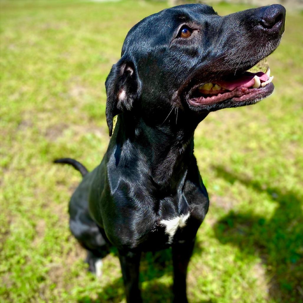 Enlarge Xena, a Adoptable mixed breed in Richmond Hill, GA image 1/3