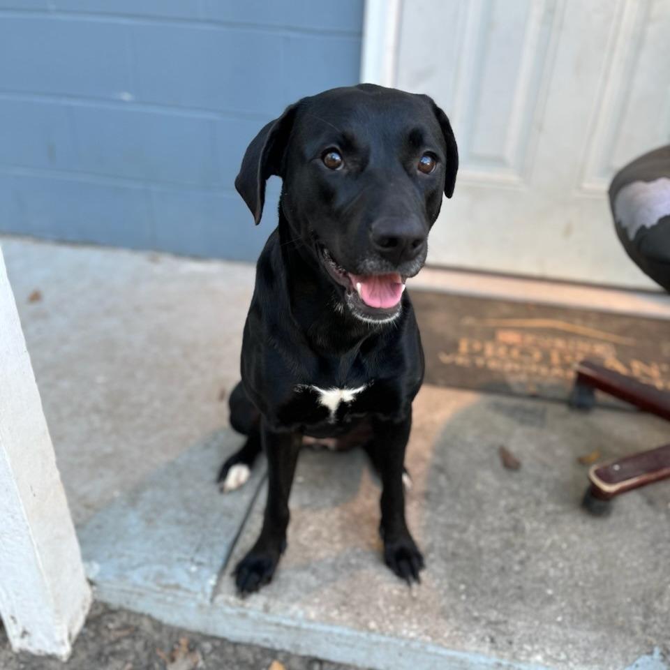 Enlarge Xena, a Adoptable mixed breed in Richmond Hill, GA image 2/3