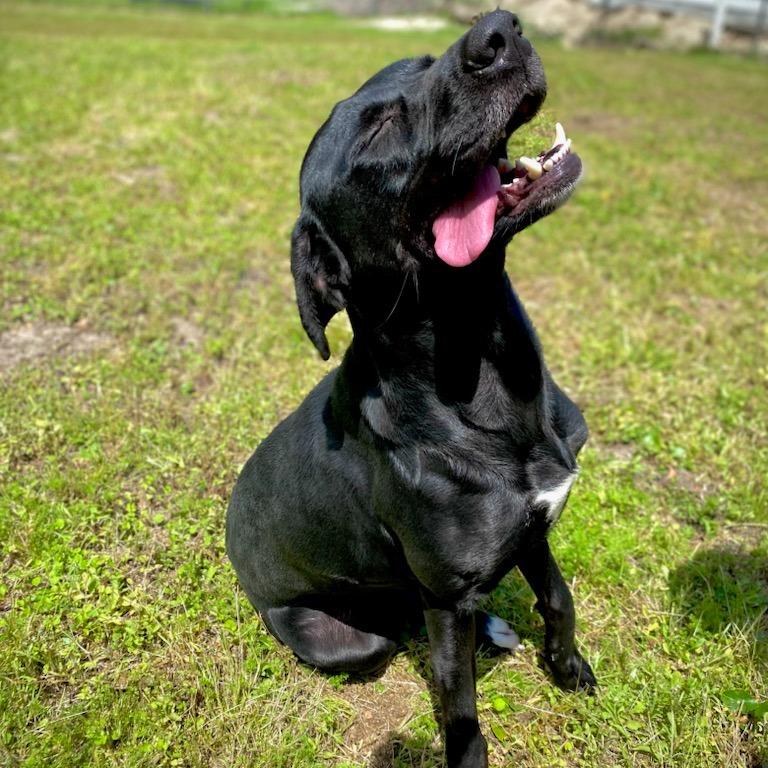 Enlarge Xena, a Adoptable mixed breed in Richmond Hill, GA image 3/3