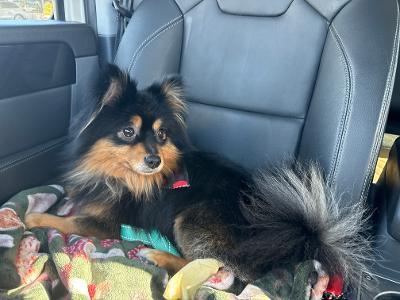 Enlarge Max, an adopted Pomeranian in Los Angeles, CA image 2/2