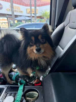 Enlarge Max, an adopted Pomeranian in Los Angeles, CA image 1/2
