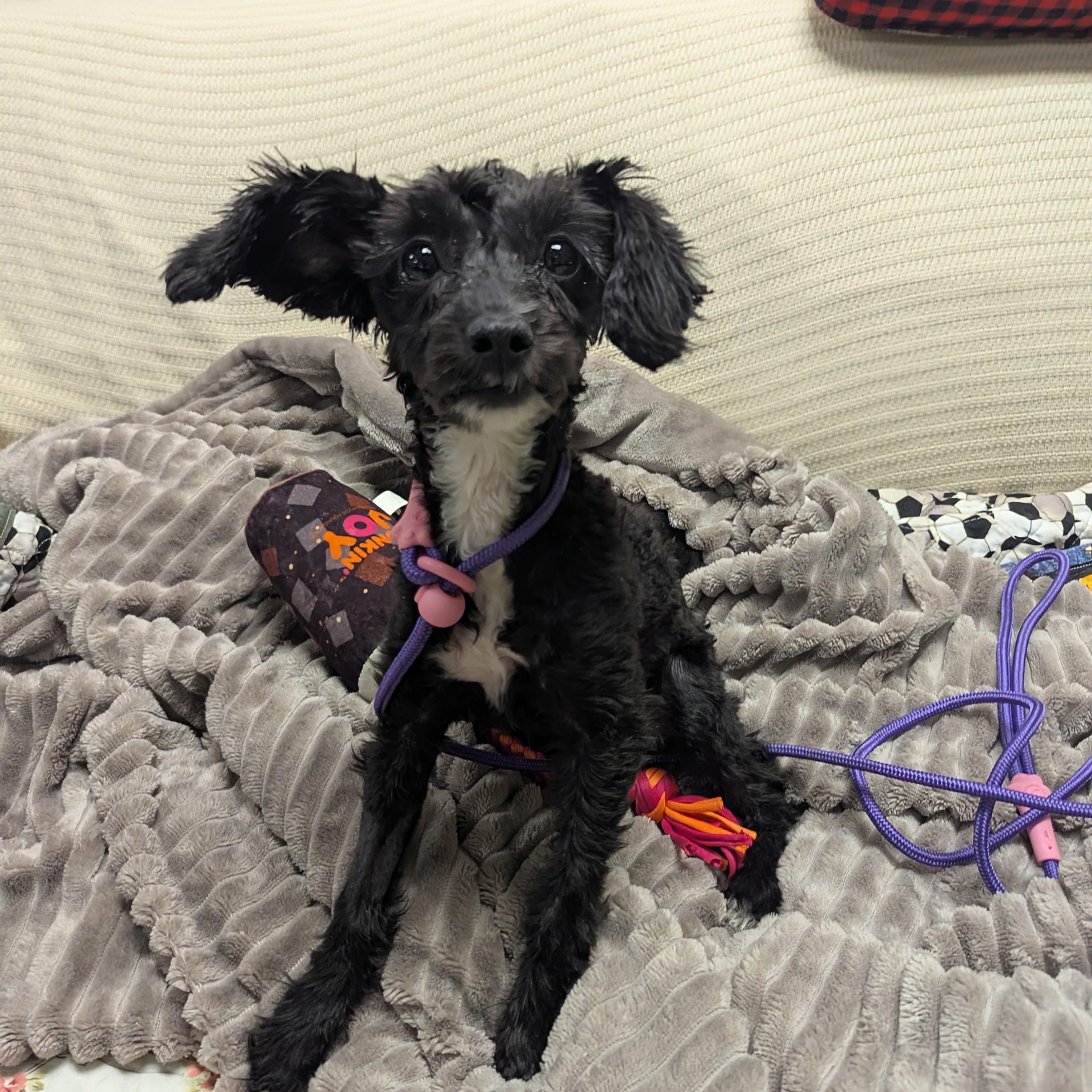 Enlarge Bitsy, an adopted mixed breed in Stratford, CT image 2/5