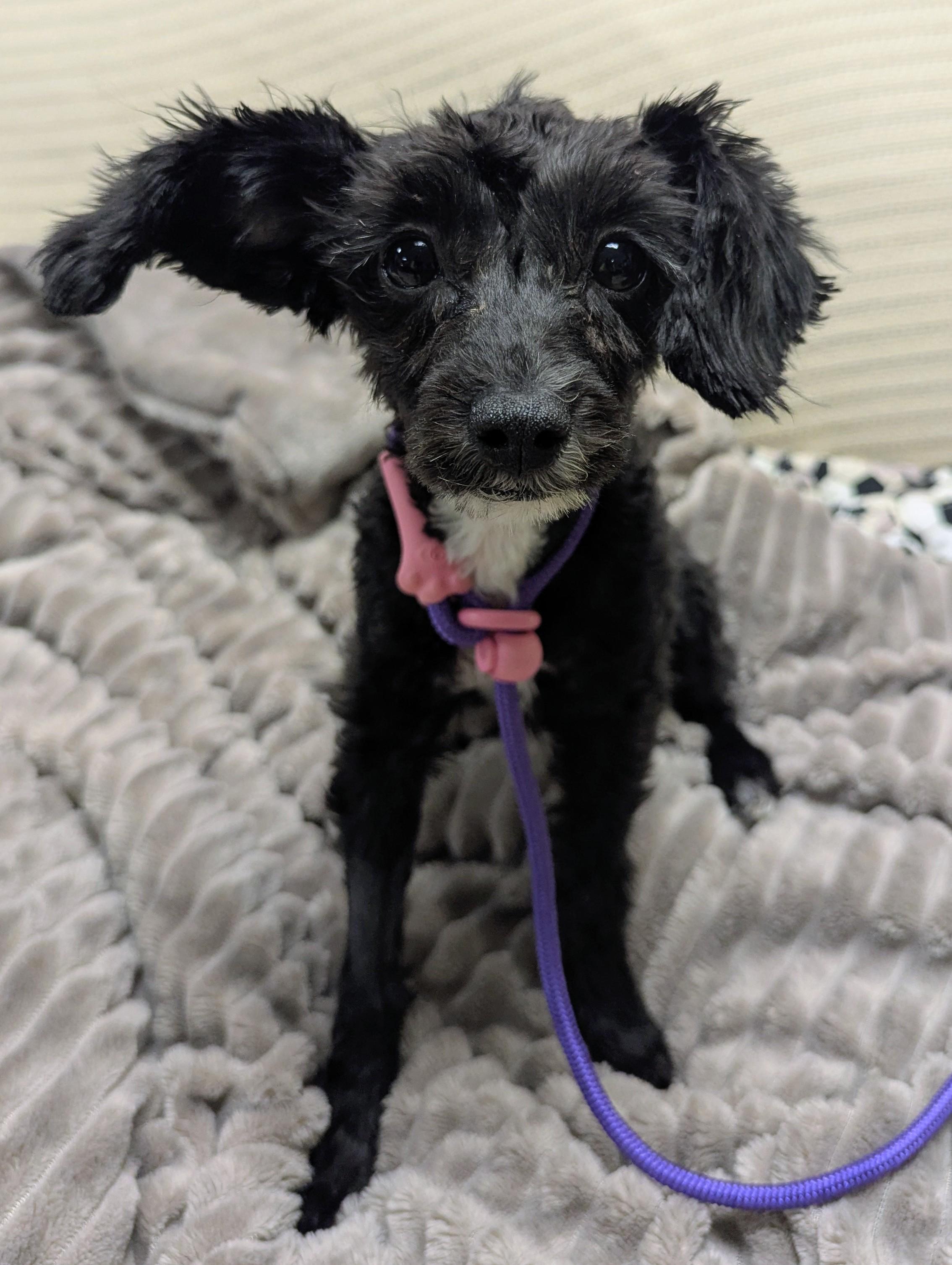 Enlarge Bitsy, an adopted mixed breed in Stratford, CT image 5/5