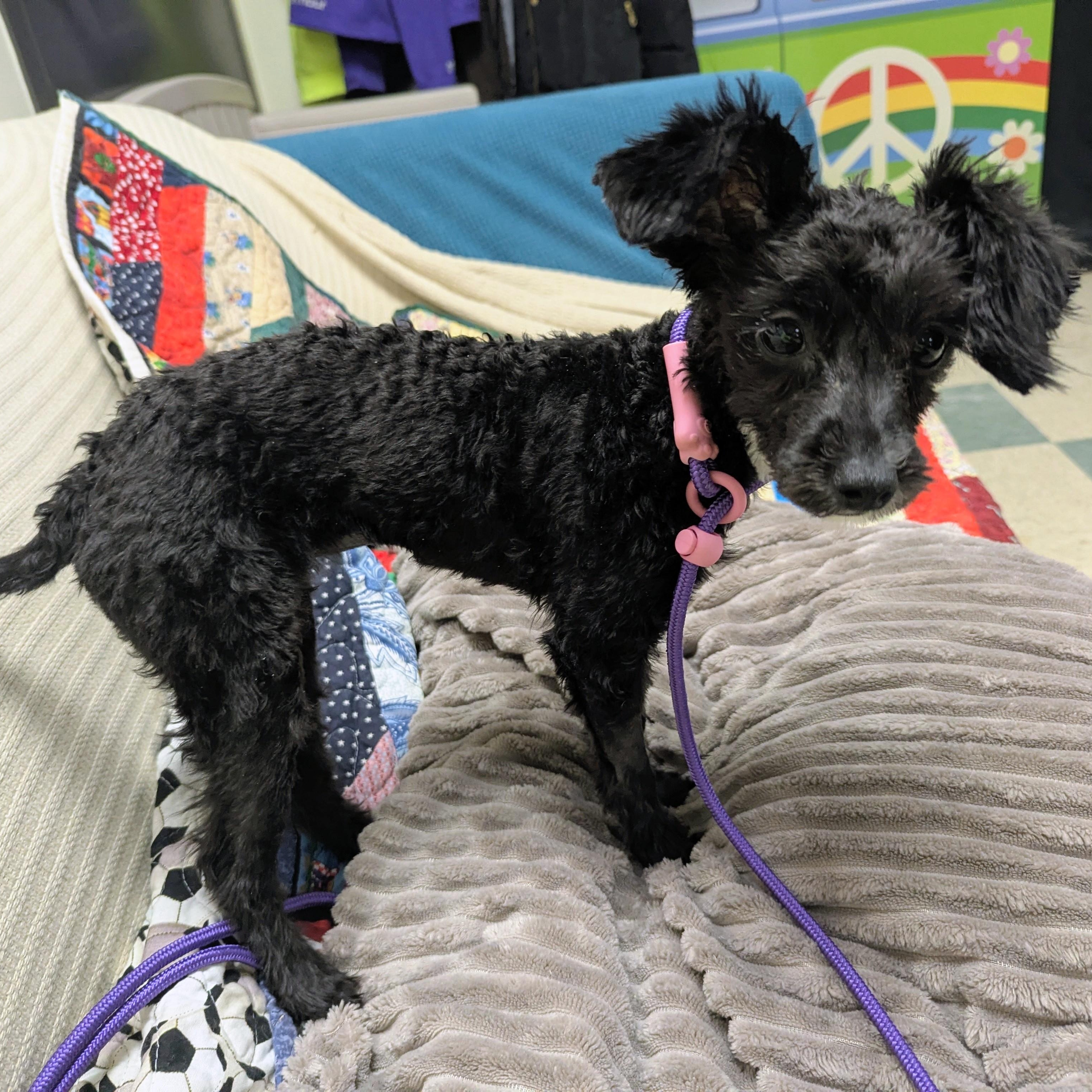 Enlarge Bitsy, an adopted mixed breed in Stratford, CT image 4/5