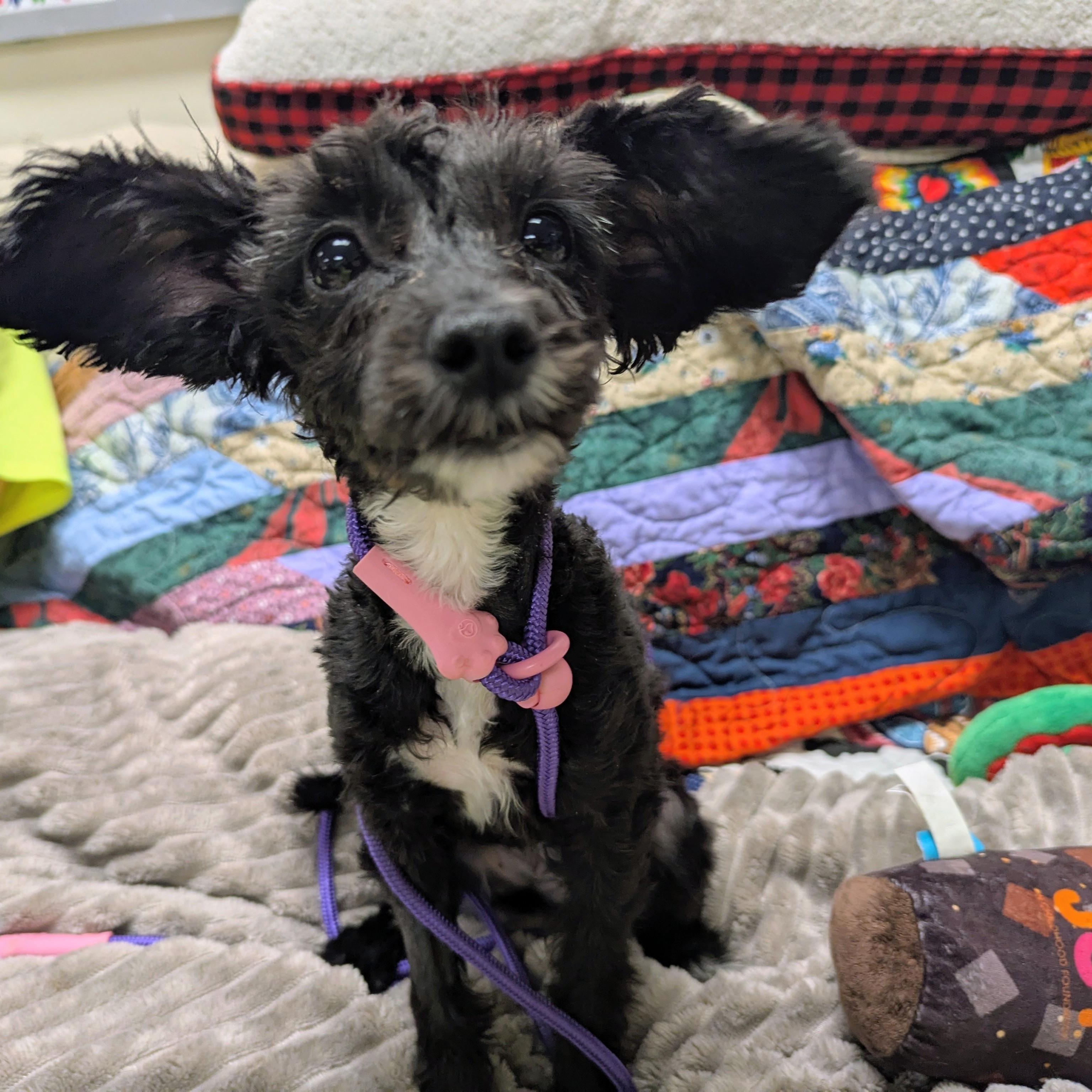 Enlarge Bitsy, an adopted mixed breed in Stratford, CT image 1/5