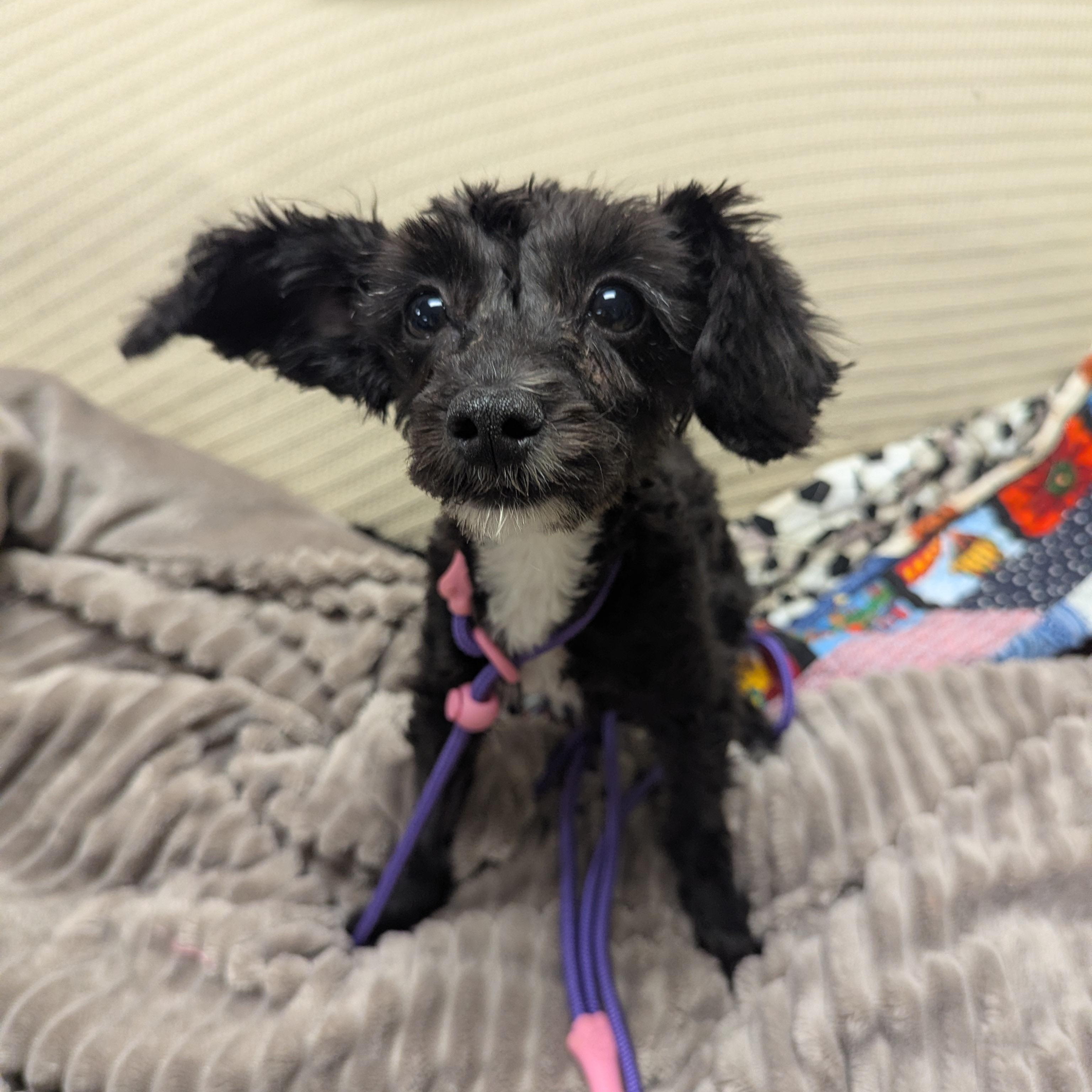 Enlarge Bitsy, an adopted mixed breed in Stratford, CT image 3/5