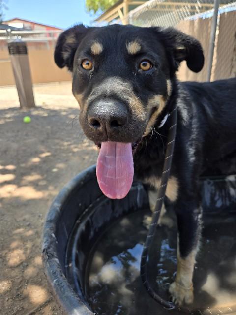Enlarge NORMAN, a Adoptable German Shepherd Dog in Phoenix, AZ image 1/1