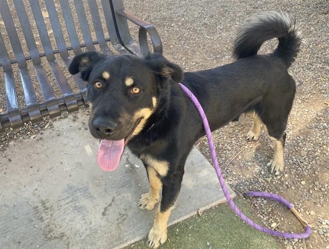 NORMAN, Adoptable, Young Male German Shepherd Dog.