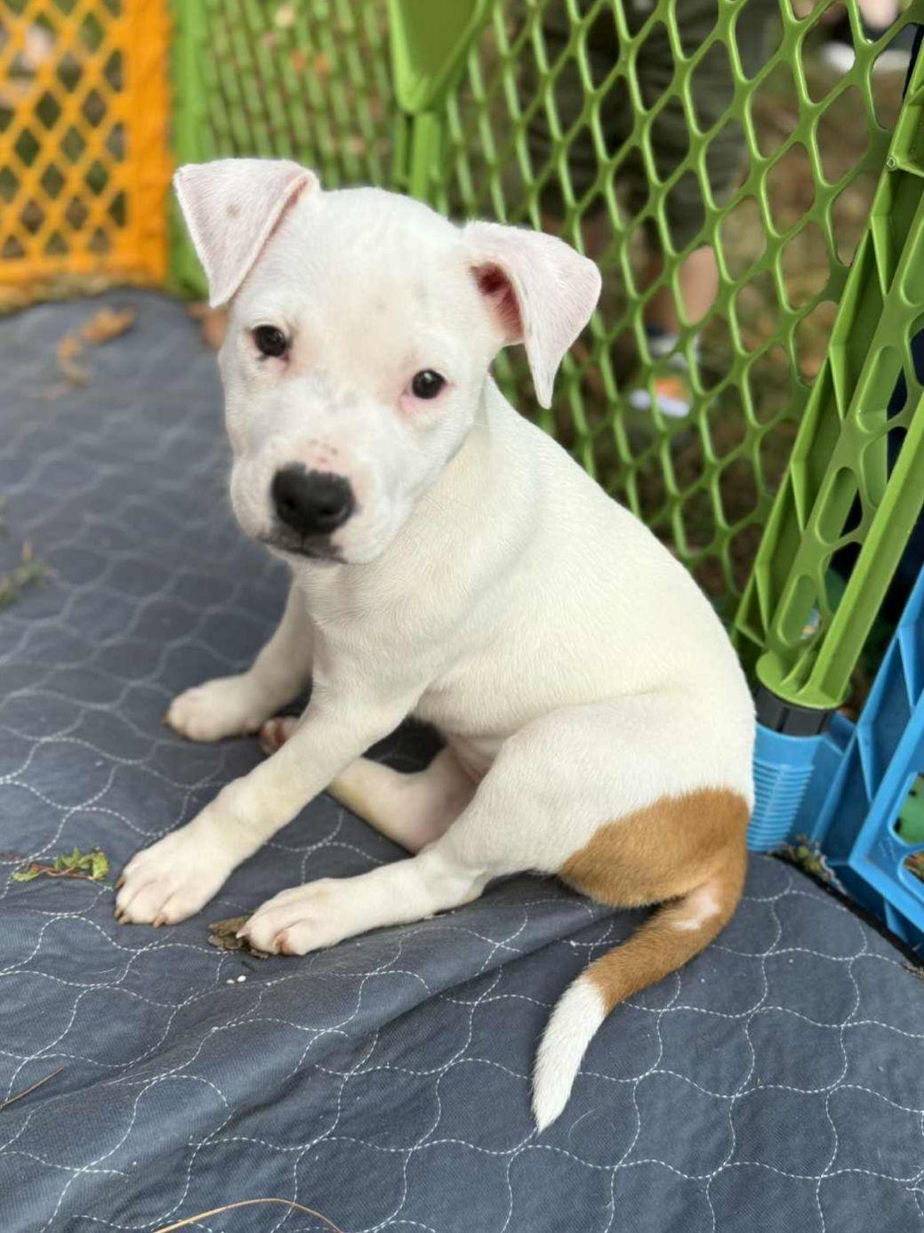 Enlarge Weasel, a Adoptable mixed breed in Bahama, NC image 1/1