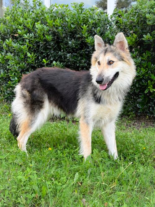 Callie, an adopted mixed breed in Portland, OR image 2/5