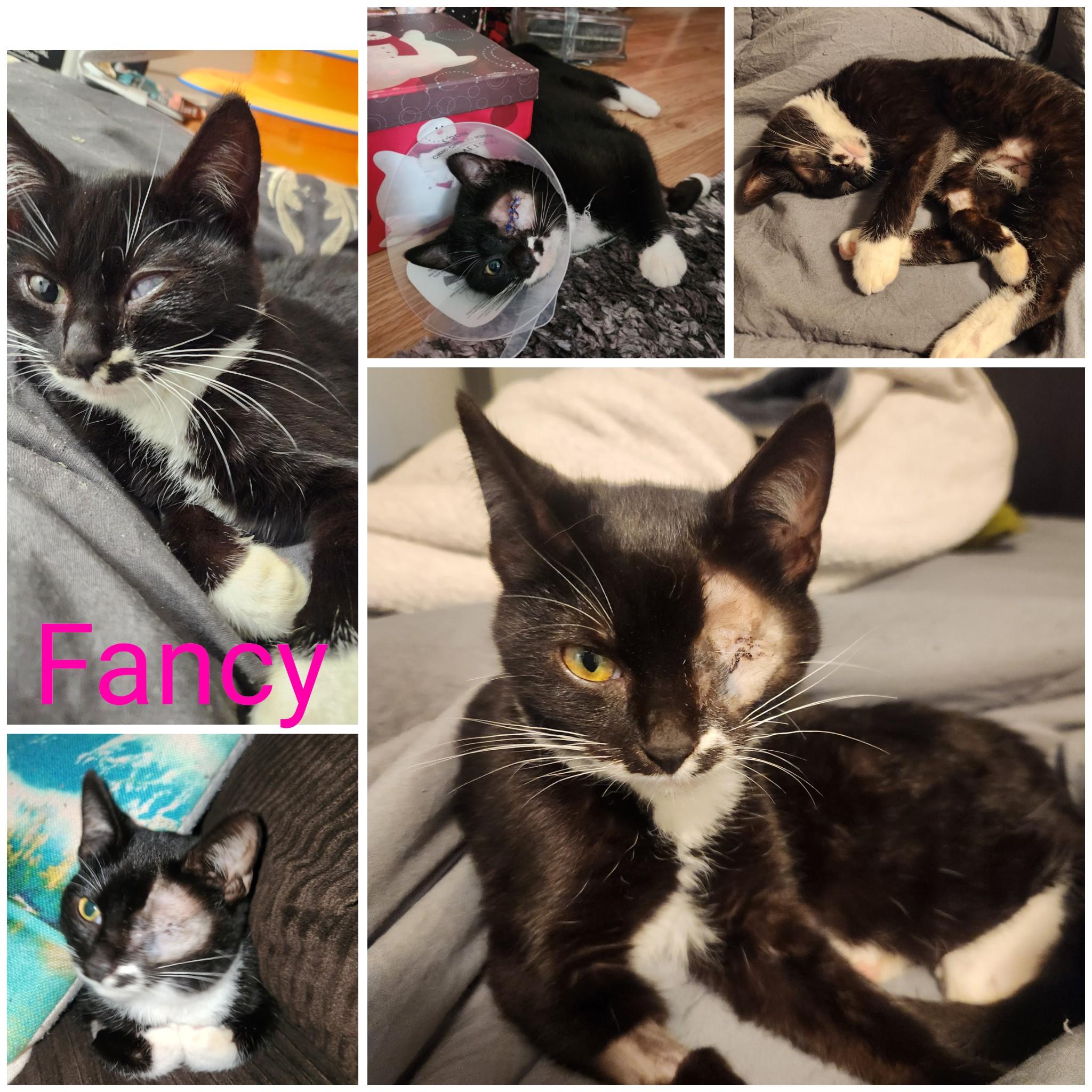 Fancy, Adoptable, Kitten Female Domestic Short Hair.