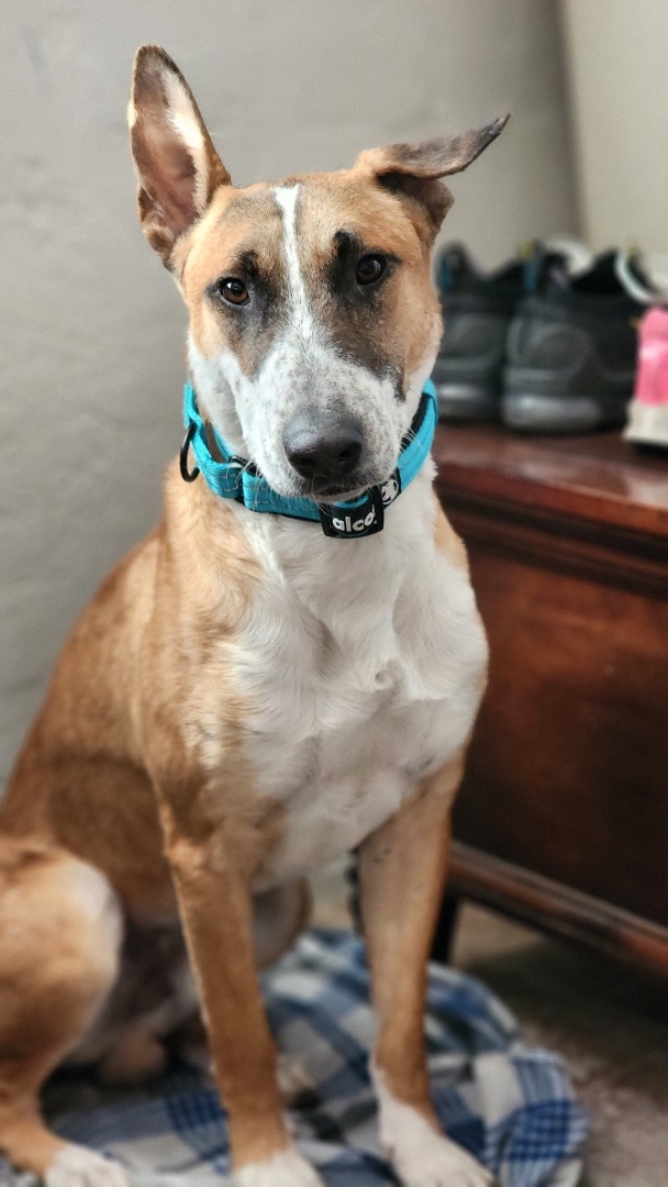 Tony, Adopted, Adult Male Bull Terrier & Rhodesian Ridgeback.