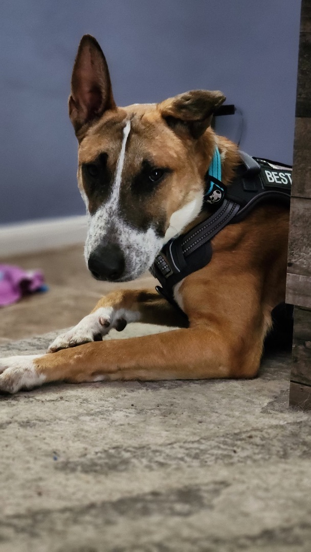 Enlarge Tony, a Adopted mixed breed in Glendale, AZ image 2/6