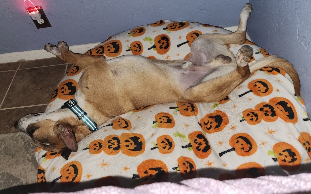 Enlarge Tony, a Adopted mixed breed in Glendale, AZ image 3/6