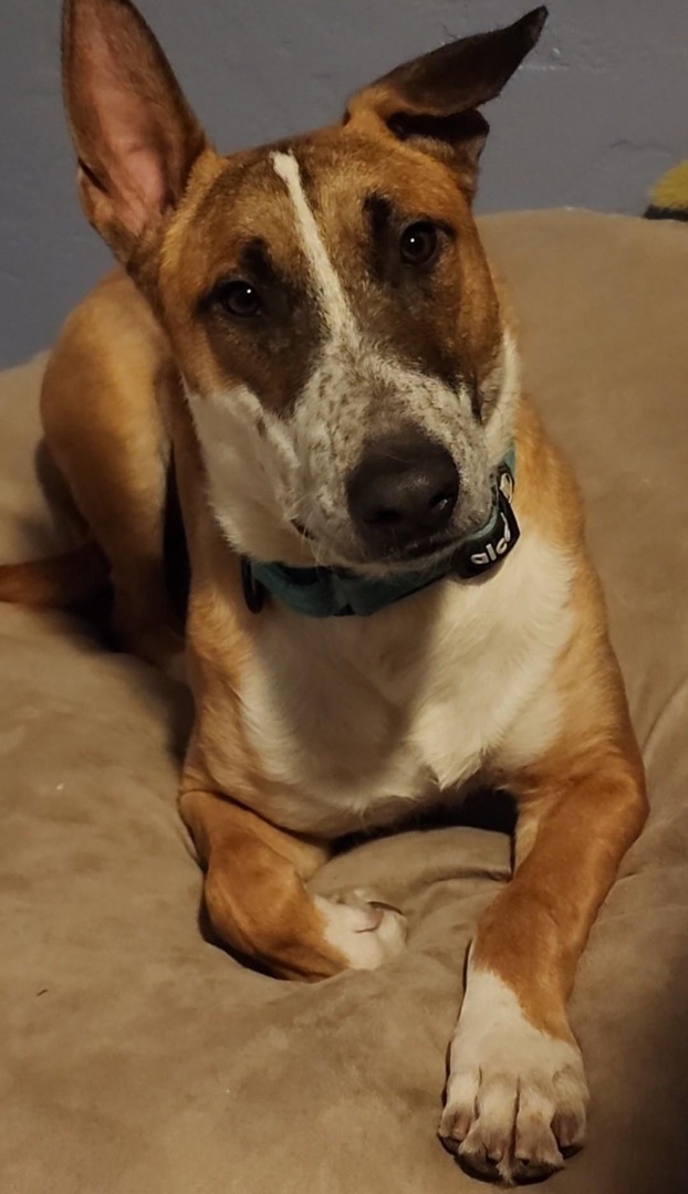 Enlarge Tony, a Adopted mixed breed in Glendale, AZ image 4/6