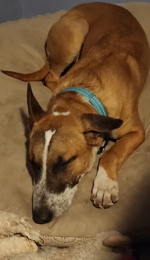 Enlarge Tony, a Adopted mixed breed in Glendale, AZ image 5/6