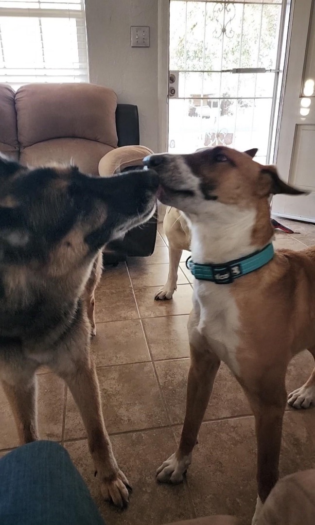 Enlarge Tony, a Adopted mixed breed in Glendale, AZ image 6/6