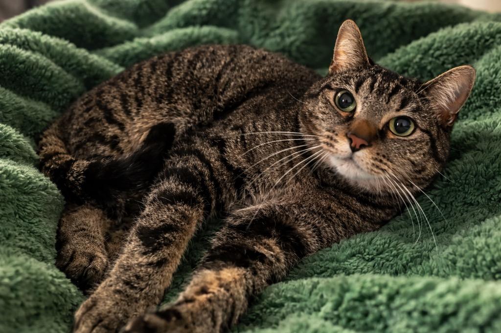 Scooter, Adoptable, Adult Male Domestic Short Hair.