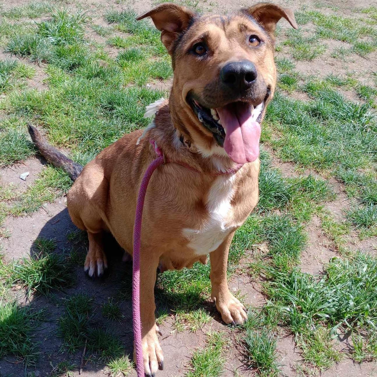 Nyssa, Adoptable, Adult Female German Shepherd Dog.