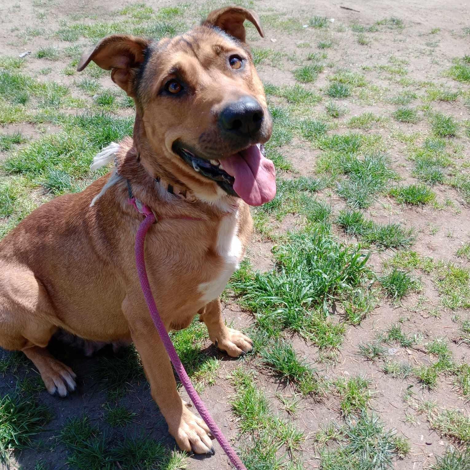 Enlarge Nyssa, a Adoptable mixed breed in Rochester, WA image 2/4
