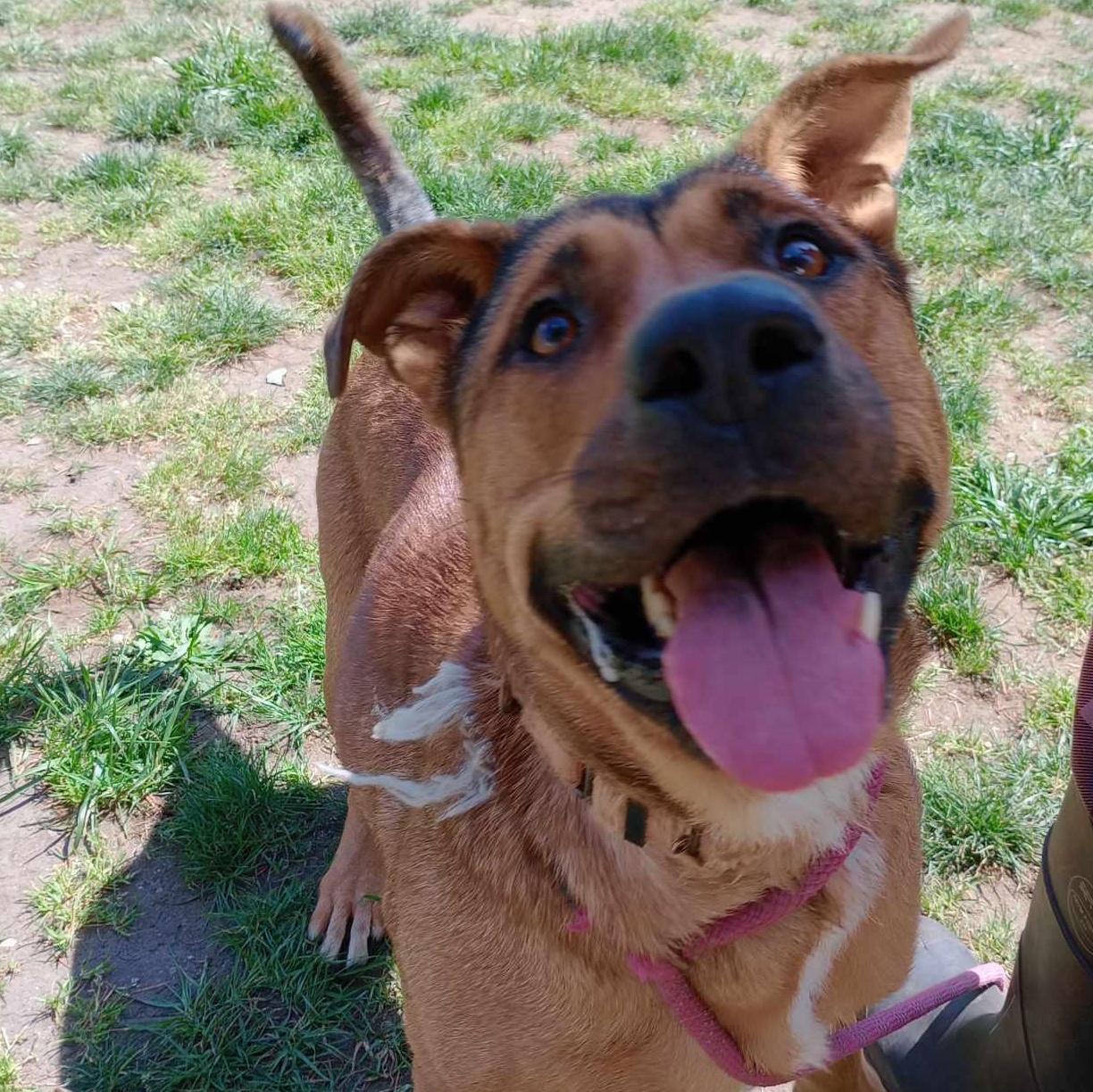 Enlarge Nyssa, a Adoptable mixed breed in Rochester, WA image 4/4