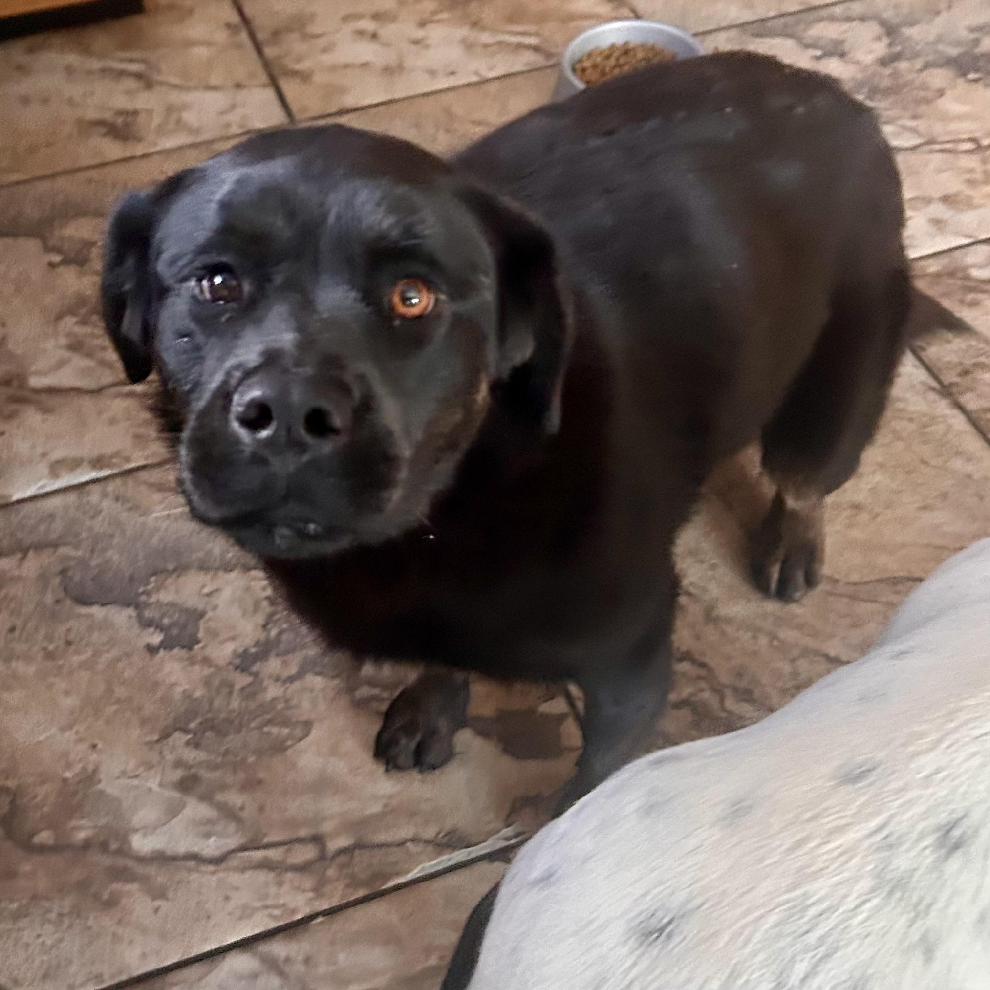 Oreo, a Adoptable mixed breed in Edmonton, AB image 3/6
