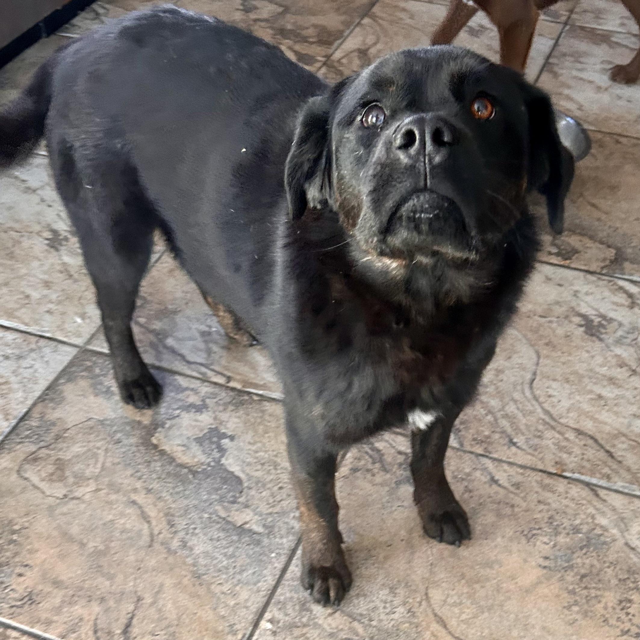 Oreo, a Adoptable mixed breed in Edmonton, AB image 5/6