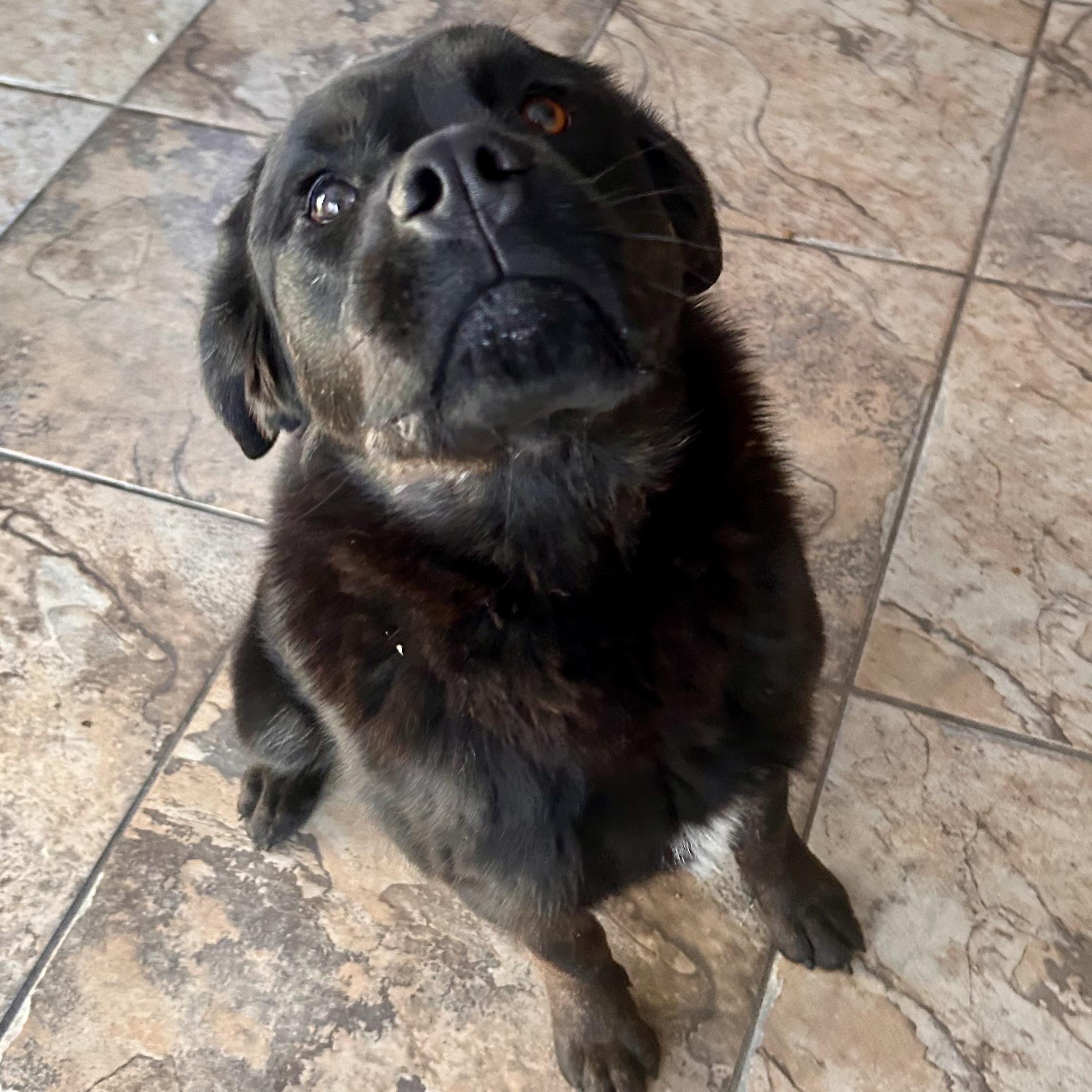 Oreo, a Adoptable mixed breed in Edmonton, AB image 4/6