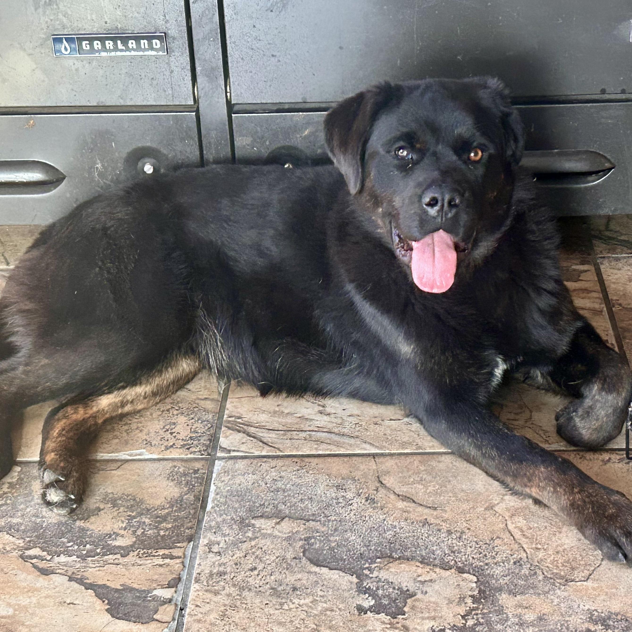 Oreo, a Adoptable mixed breed in Edmonton, AB image 2/6